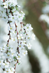 春天 喷雪花 白色花