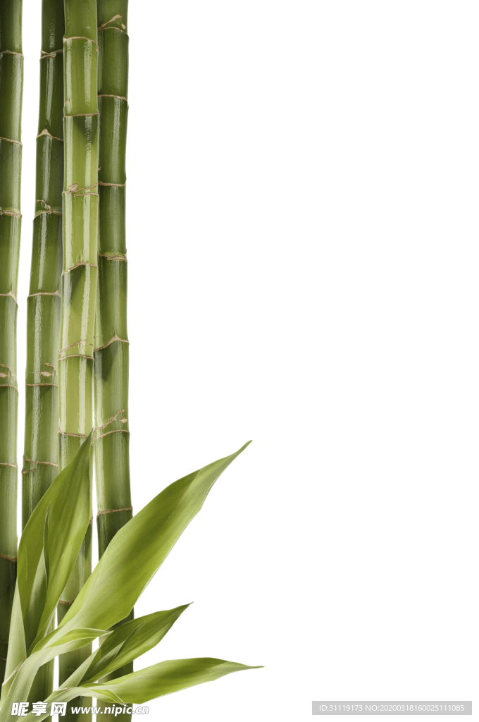 竹