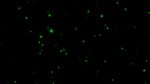 绿色萤火粒子视频素材