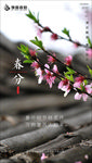 节气海报