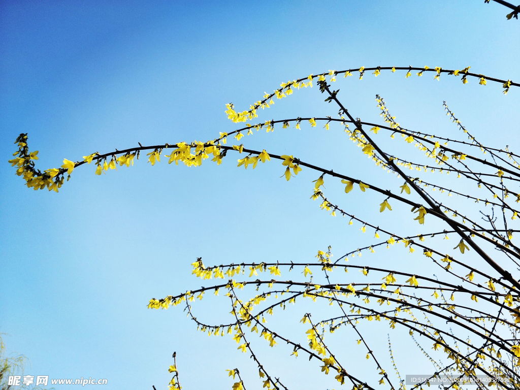 迎春花