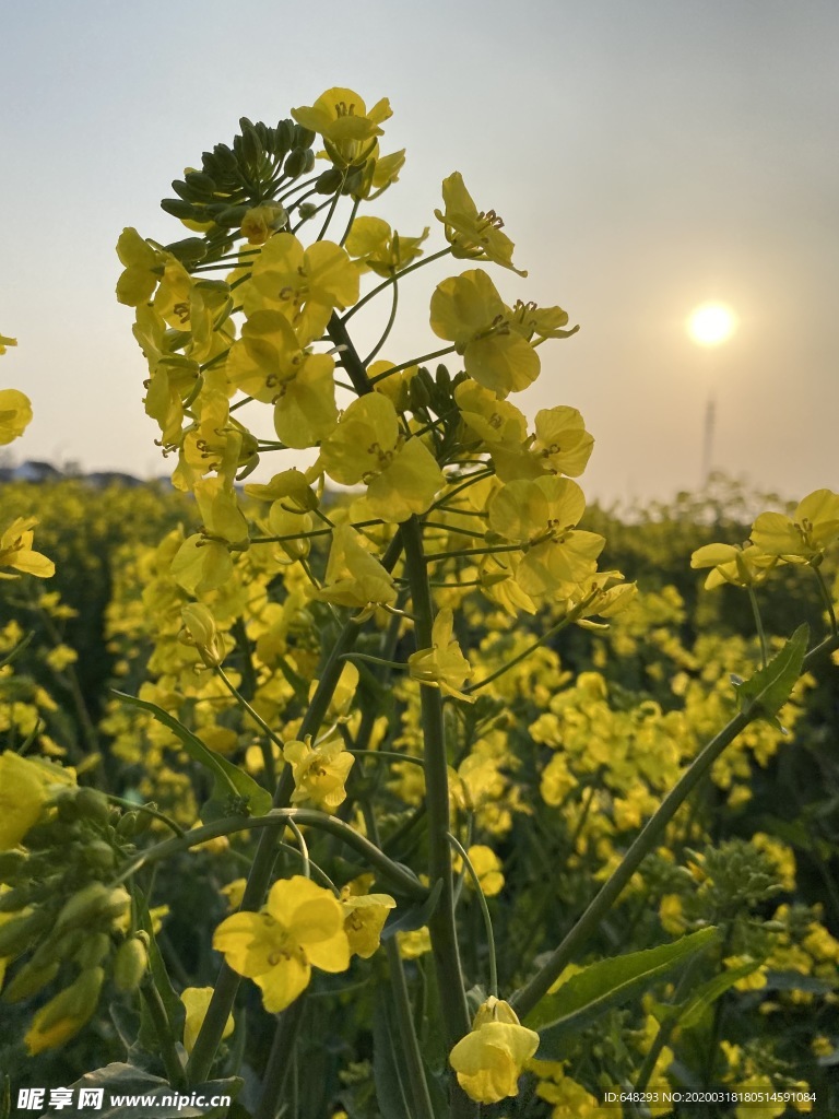 油菜花