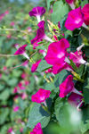 牵牛花