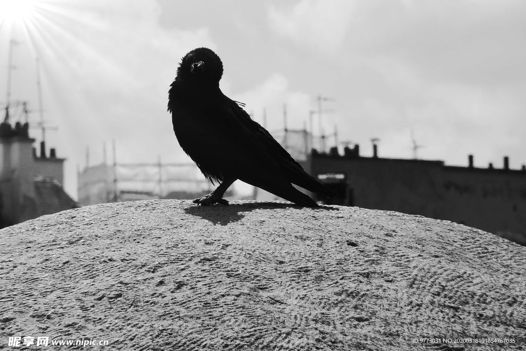 乌鸦