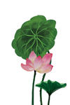 手绘荷花