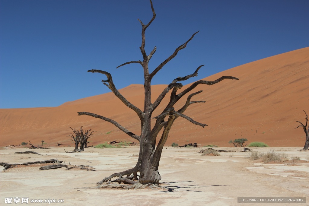 沙漠里面的树木