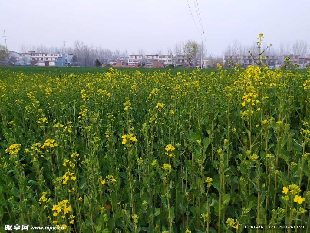 油菜花 油菜地 麦地