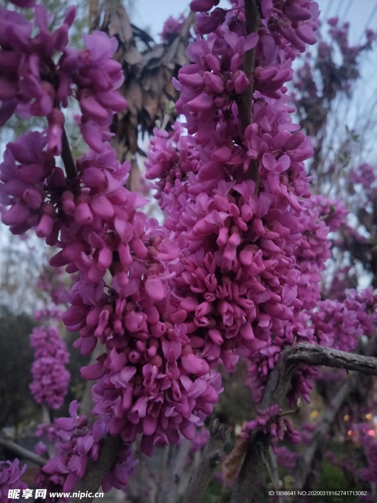 紫粉花