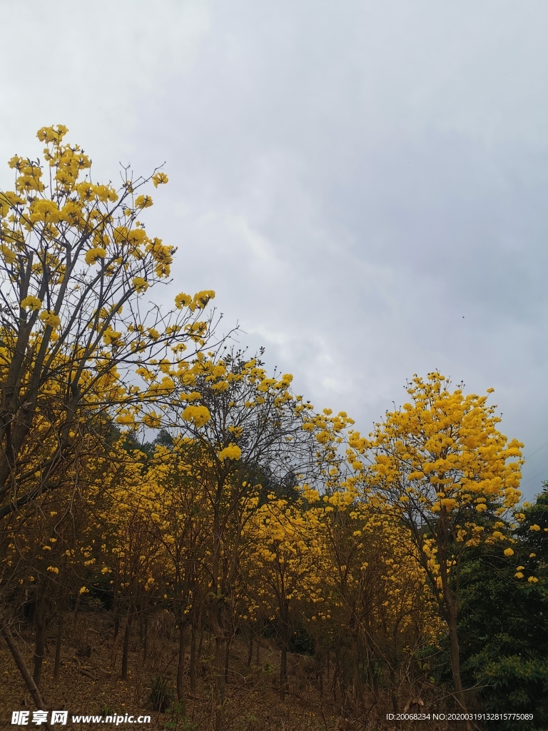 黄花风铃