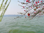 西湖边的桃花