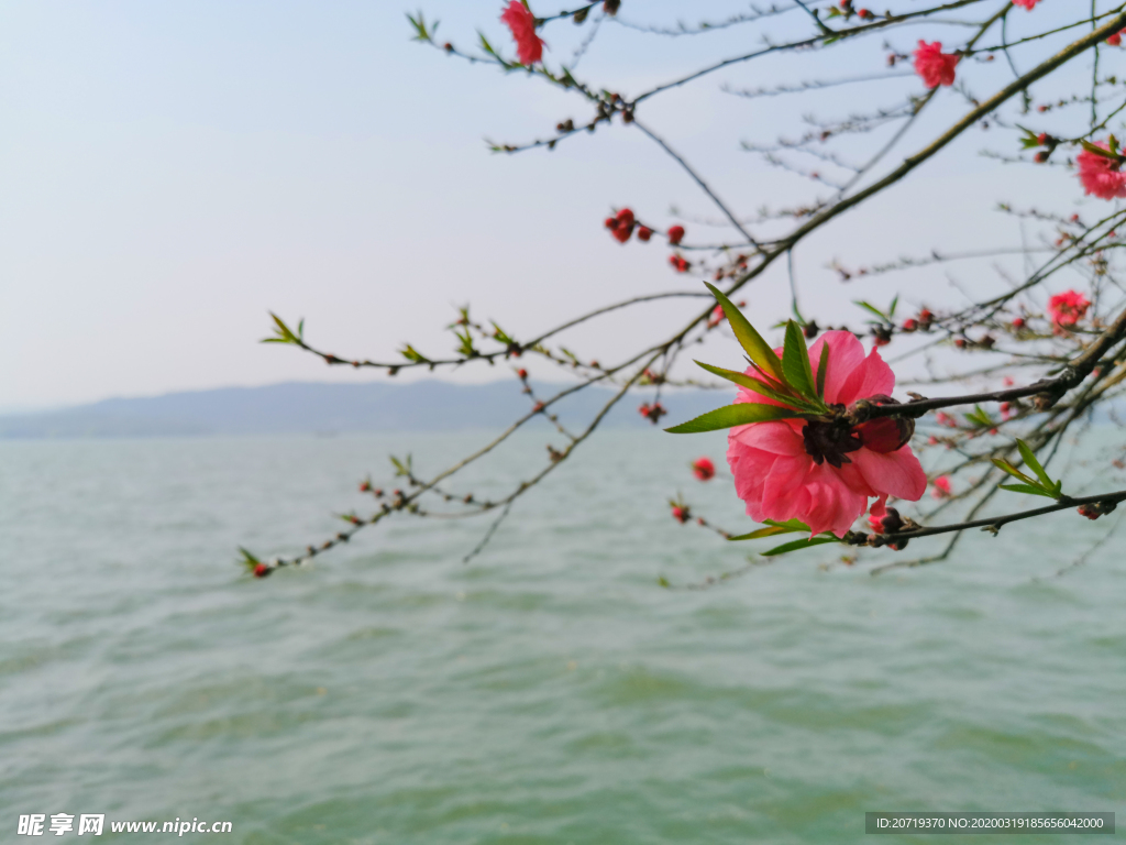 西湖边的桃花