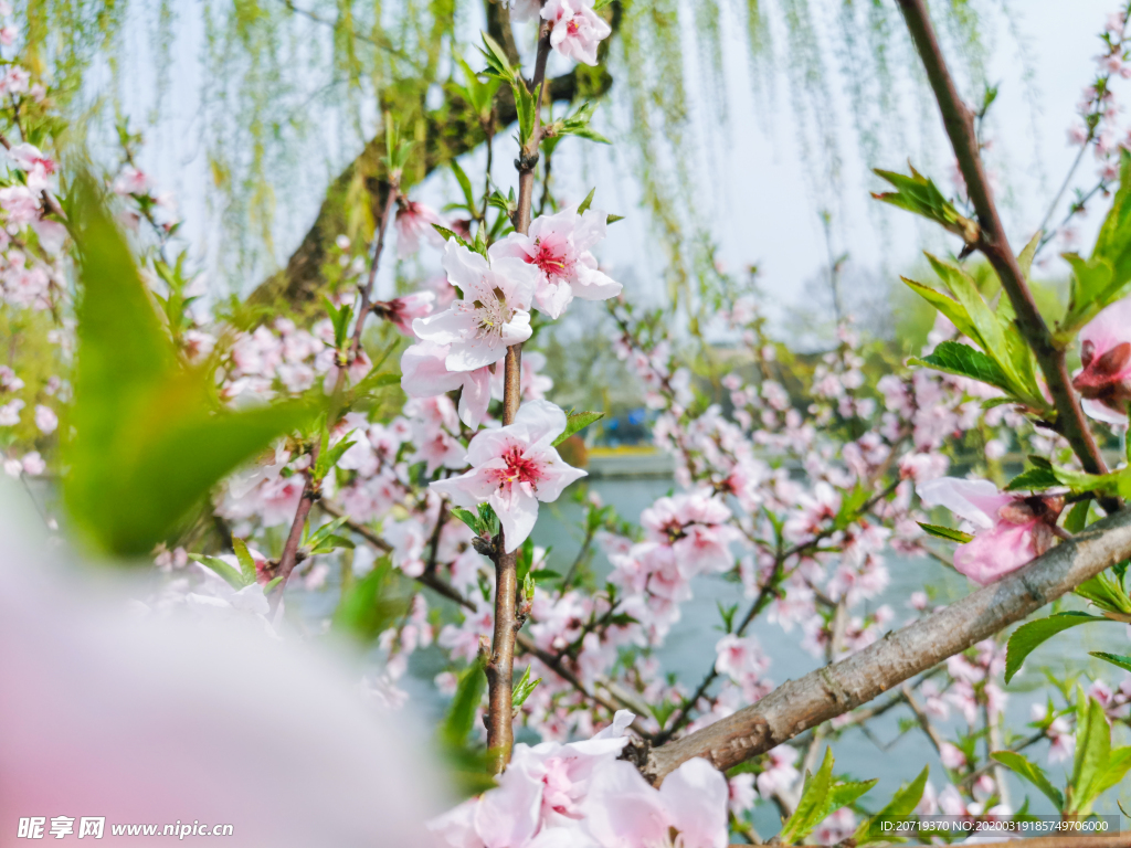 西湖边的桃花