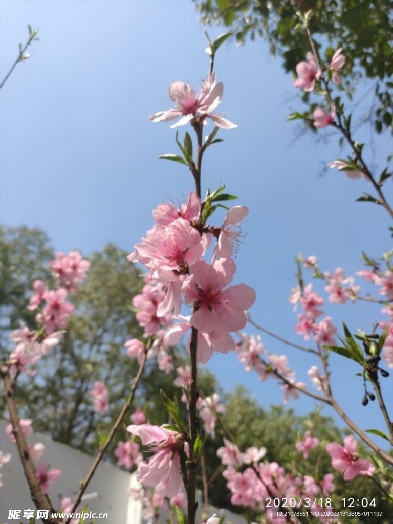春天的粉红色花