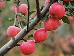 苹果 Apple 红苹果