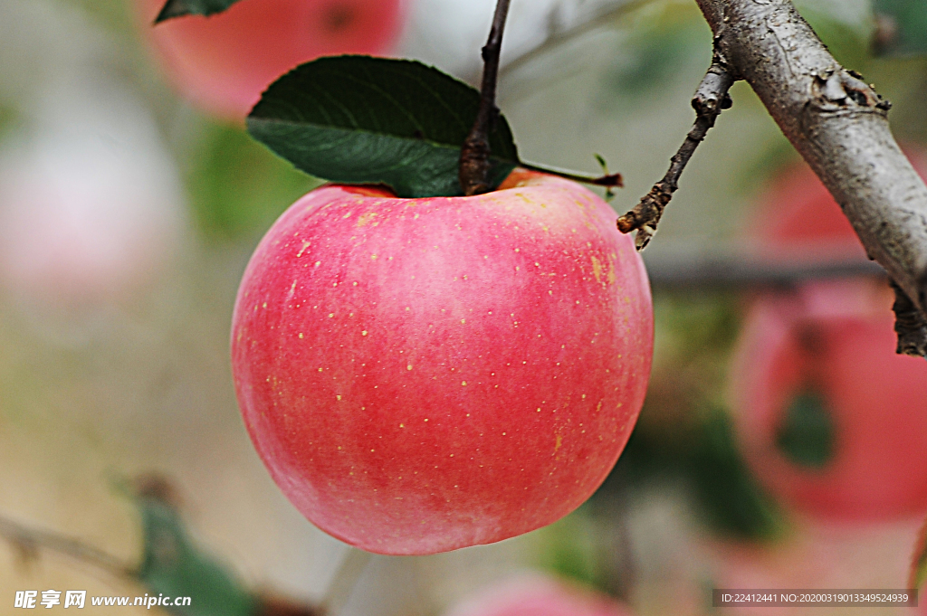 苹果 Apple 红苹果