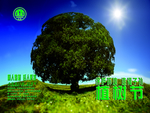 大树