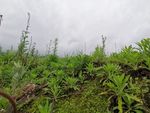 野草