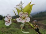 梨花