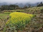 油菜花地