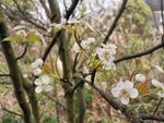 梨花