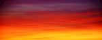夕阳红
