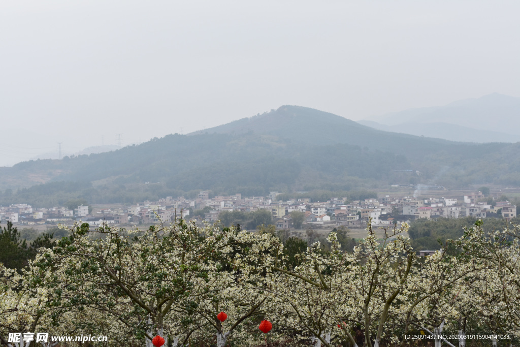 山楂花