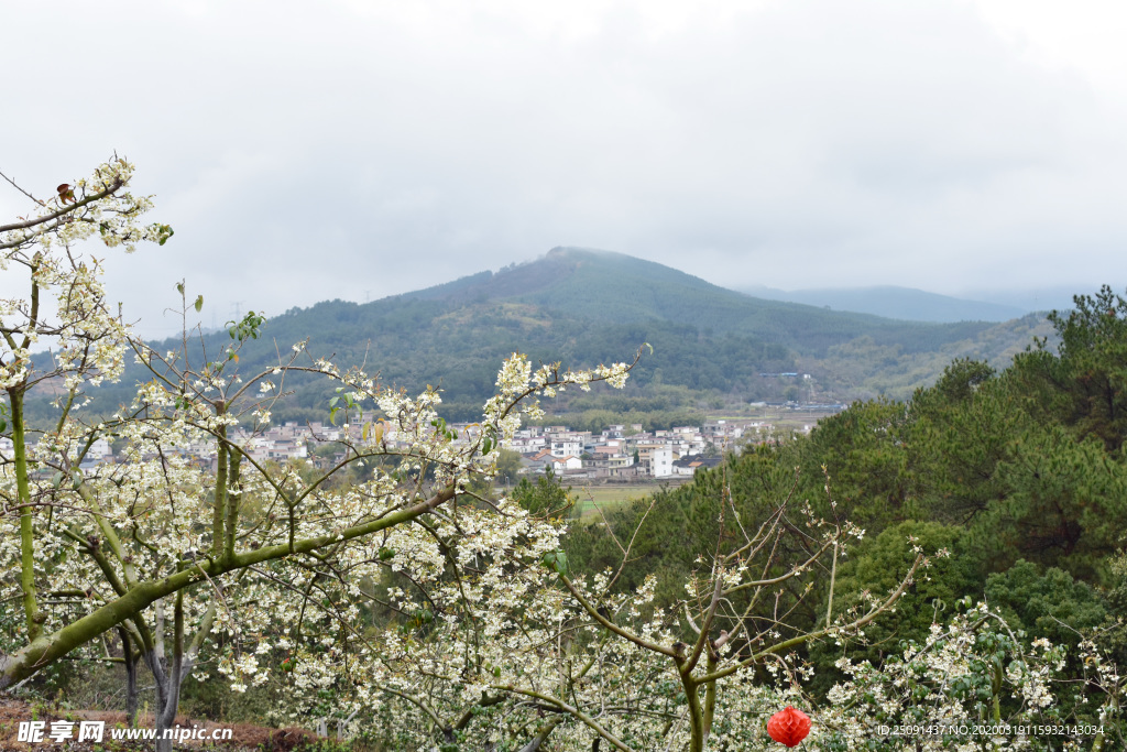 山楂花