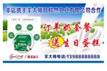 鲜羊奶海报