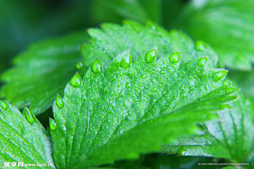 露水露珠水珠图片背景