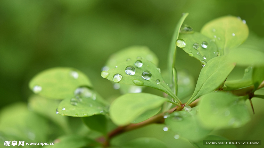 露水露珠水珠图片背景