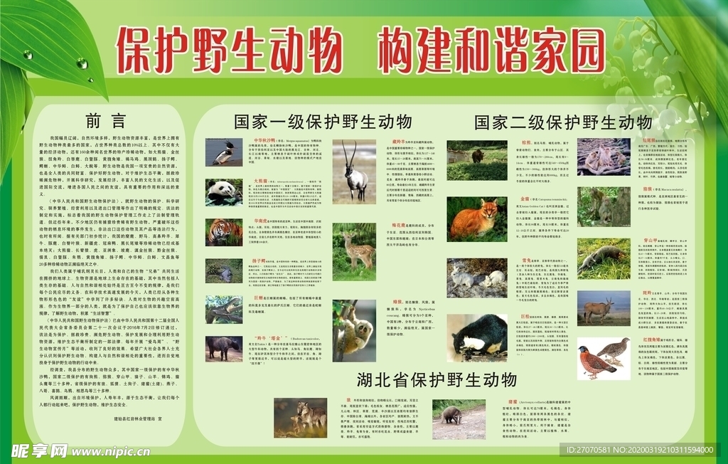 野生动物保护法展板