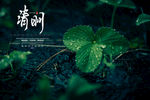 清明节