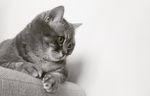 猫咪