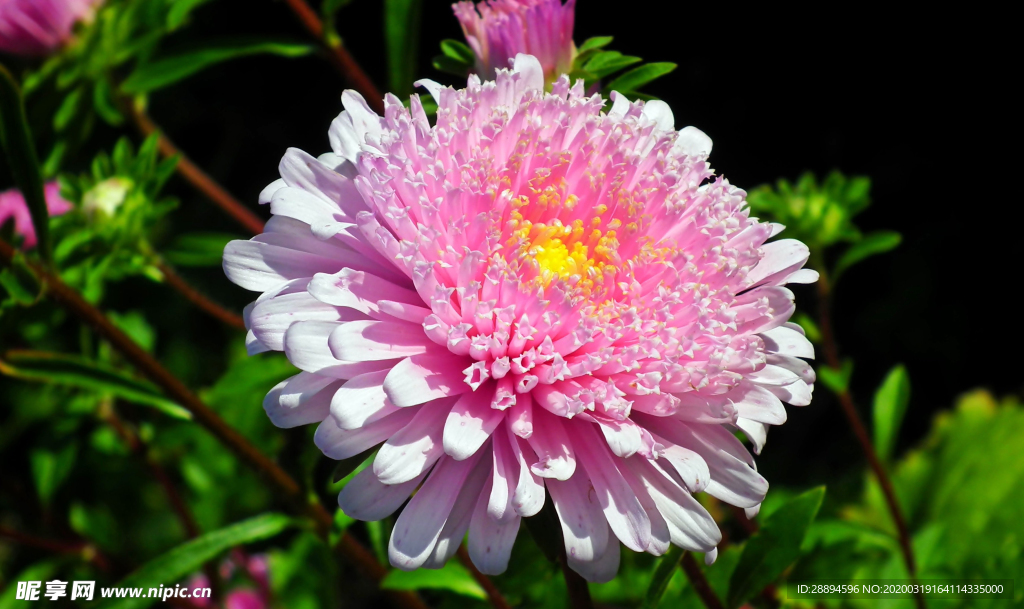 翠菊 花 粉色 花园 夏天