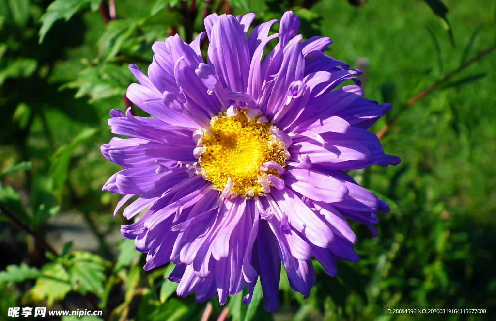翠菊 花 花园 夏天 紫 花瓣