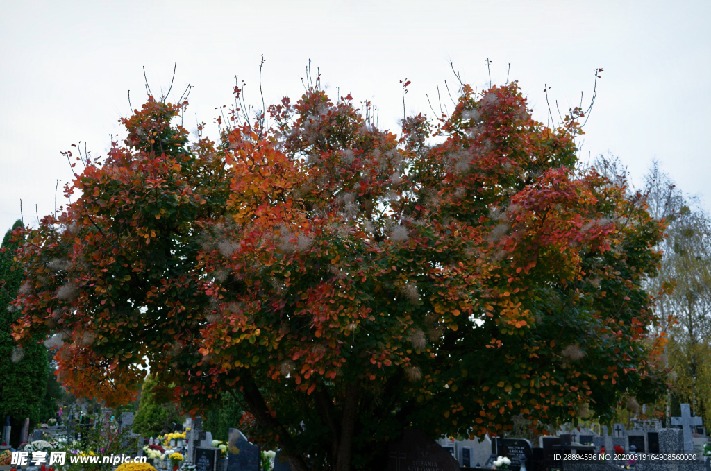 树 叶子 彩色 颜色 秋天 种