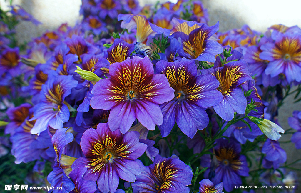 鲜花 紫色 蓝色 花园 水华