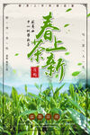 春茶上市