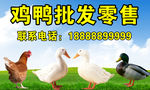 鸡鸭批发零售