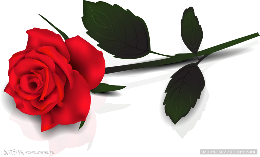 玫瑰花