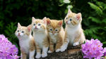 四只小猫
