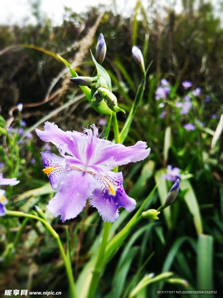 扁竹叶花