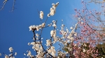 梅花 腊梅 蓝天 雪梅