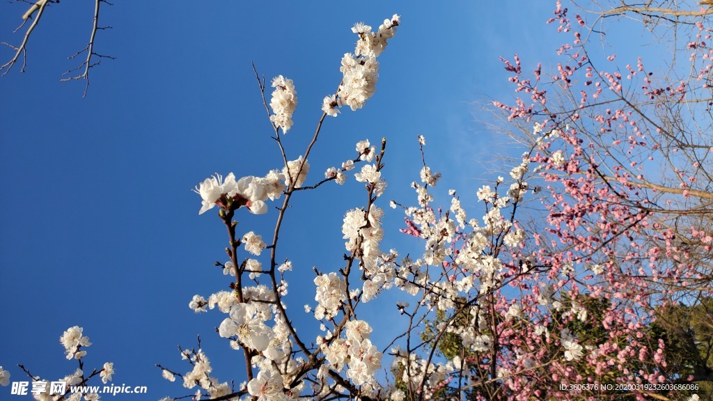 梅花 腊梅 蓝天 雪梅