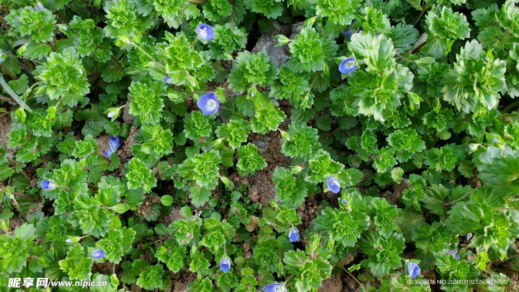 小草  青草 青青 嫩草 春天