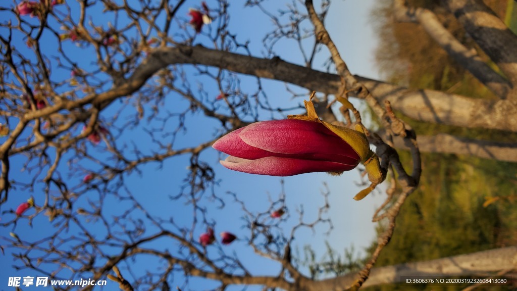 兰花梅花 桃花 花壁纸 桌面