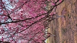 梅花 桃花 花壁纸 桌面  樱