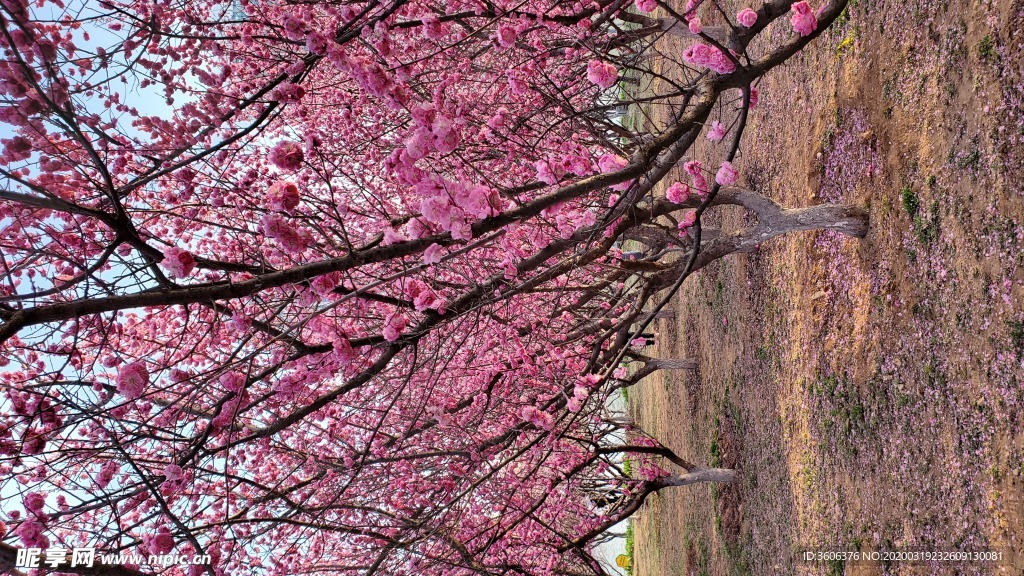 梅花 桃花 花壁纸 桌面  樱