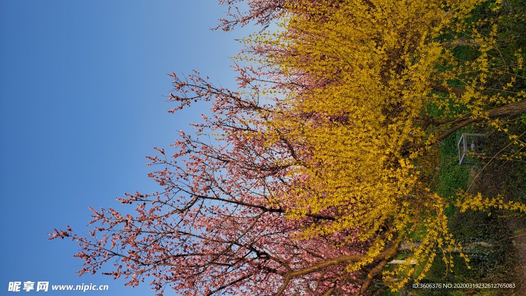 梅花 桃花 花壁纸 桌面  樱