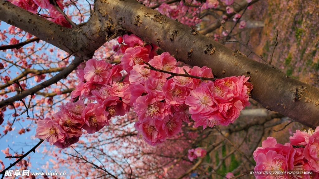 梅花 桃花 花壁纸 桌面  樱